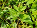 Acmella oleracea toothache plant, paracress, Sichuan buttons, buzz buttons, ting flowers, electric daisy with natural background