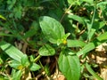 Acmella oleracea toothache plant, paracress, Sichuan buttons, buzz buttons, ting flowers, electric daisy with natural background