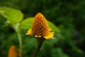 Acmella paniculata flower, Spilanthes acmella, Spilanthes paniculata, toothache plant