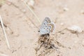 Acmon Blue Plebejus acmon Butterfly Standing on Roots Royalty Free Stock Photo