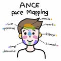 Face mapping for acne , Cute man cartoon face illustration