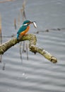 Common kingfisher - Eisvogel Alcedo atthis
