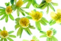 Aconite Royalty Free Stock Photo