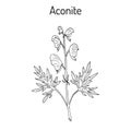 Aconite Aconitum napellus , flowering plant
