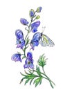 Aconite flower and butterfly, watercolor drawing with outline