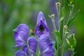 the aconite or monkshood blossom Royalty Free Stock Photo