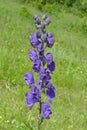 Aconite - poisonous plant Royalty Free Stock Photo