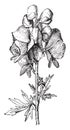 Aconite, vintage engraving