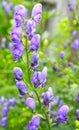 Aconitum Royalty Free Stock Photo