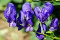 Aconitum, commonly known as aconite, monasticism, wolf wolf, leopard curse, mouse, female curse, devil`s helmet, queen of poisons