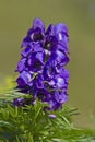 Aconitum napellus Royalty Free Stock Photo