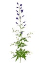 Aconitum napellus flower Royalty Free Stock Photo
