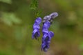 Aconitum napellus monk`s-hood Royalty Free Stock Photo