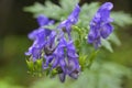 Aconitum napellus monk`s-hood Royalty Free Stock Photo