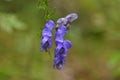 Aconitum napellus monk`s-hood  in autumn in alps Royalty Free Stock Photo