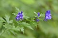 Aconitum napellus monk`s-hood  in autumn in alps Royalty Free Stock Photo