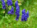 Aconitum Napellus Or Monkshood In Bloom