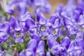 Aconitum napiforme flowers Royalty Free Stock Photo