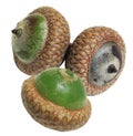 Acorn Royalty Free Stock Photo