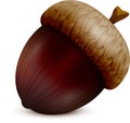 Acorn