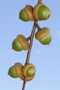 Acorn Royalty Free Stock Photo