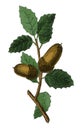 Acorn antique botanical engraving