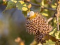 Acorn of Austrian oak Royalty Free Stock Photo