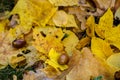 Acorn in autumn yellow leaves