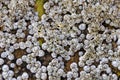 Acorn barnacles colony closeup on the seashore Royalty Free Stock Photo