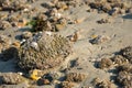 Acorn barnacles on a large stone from close