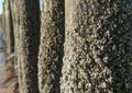 Acorn barnacles on wooden posts from close