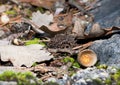 Acorn cap on the stone Royalty Free Stock Photo