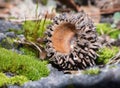 Acorn caps and moss on the stone Royalty Free Stock Photo