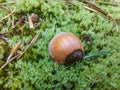 Acorn close up in green moss Royalty Free Stock Photo