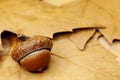 Acorn closeup as autumn fall symbol Royalty Free Stock Photo