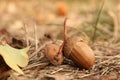 An acorn closeup in a brown forest in autumn Royalty Free Stock Photo