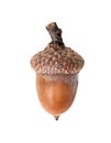 acorn closeup isolated on a white background Royalty Free Stock Photo