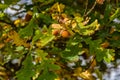 Acorn closeup with leaves- Trebon,Czech Republic Royalty Free Stock Photo