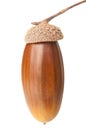 Acorn closeup Royalty Free Stock Photo