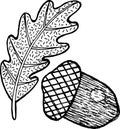 Acorn - coloring page for adults and ink graphic artwork. Vector