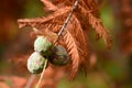 Acorn cones Pinyon Pine Pinus edulis Royalty Free Stock Photo