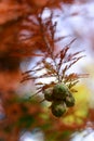 Acorn cones Pinyon Pine Pinus edulis Royalty Free Stock Photo