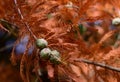 Acorn cones Pinyon Pine Pinus edulis Royalty Free Stock Photo