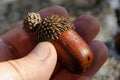 Acorn with a cup in his hand between his fingers Royalty Free Stock Photo