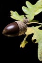 Acorn Royalty Free Stock Photo