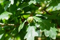 Acorn developing on a vibrant oak tree in a serene park setting Royalty Free Stock Photo