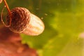 Acorn dropped into water, autumn still life Royalty Free Stock Photo