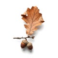 Acorn with dry autumnal brown oak leaf isolated on solid white background Royalty Free Stock Photo