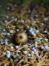 Acorn On Forest Ground Royalty Free Stock Photo