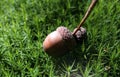 Acorn in forest moss Royalty Free Stock Photo